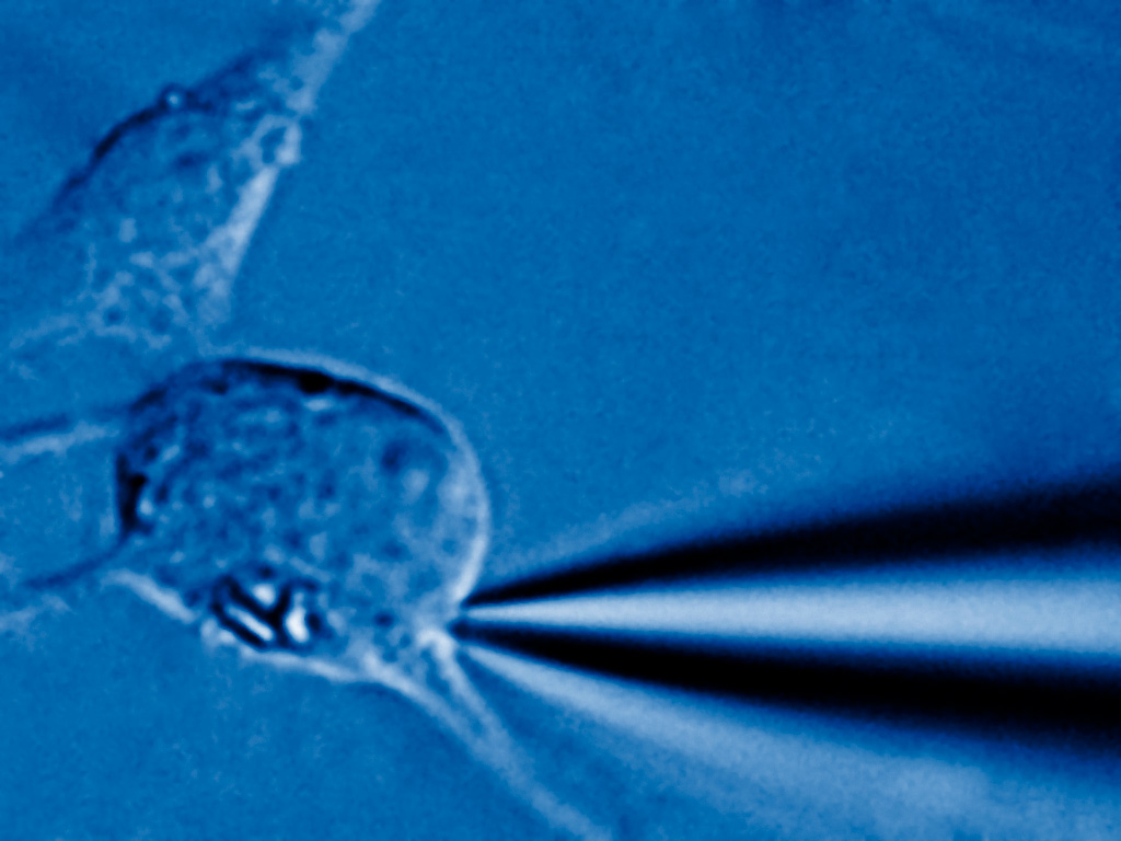 Patch Clamp Smart Ephys